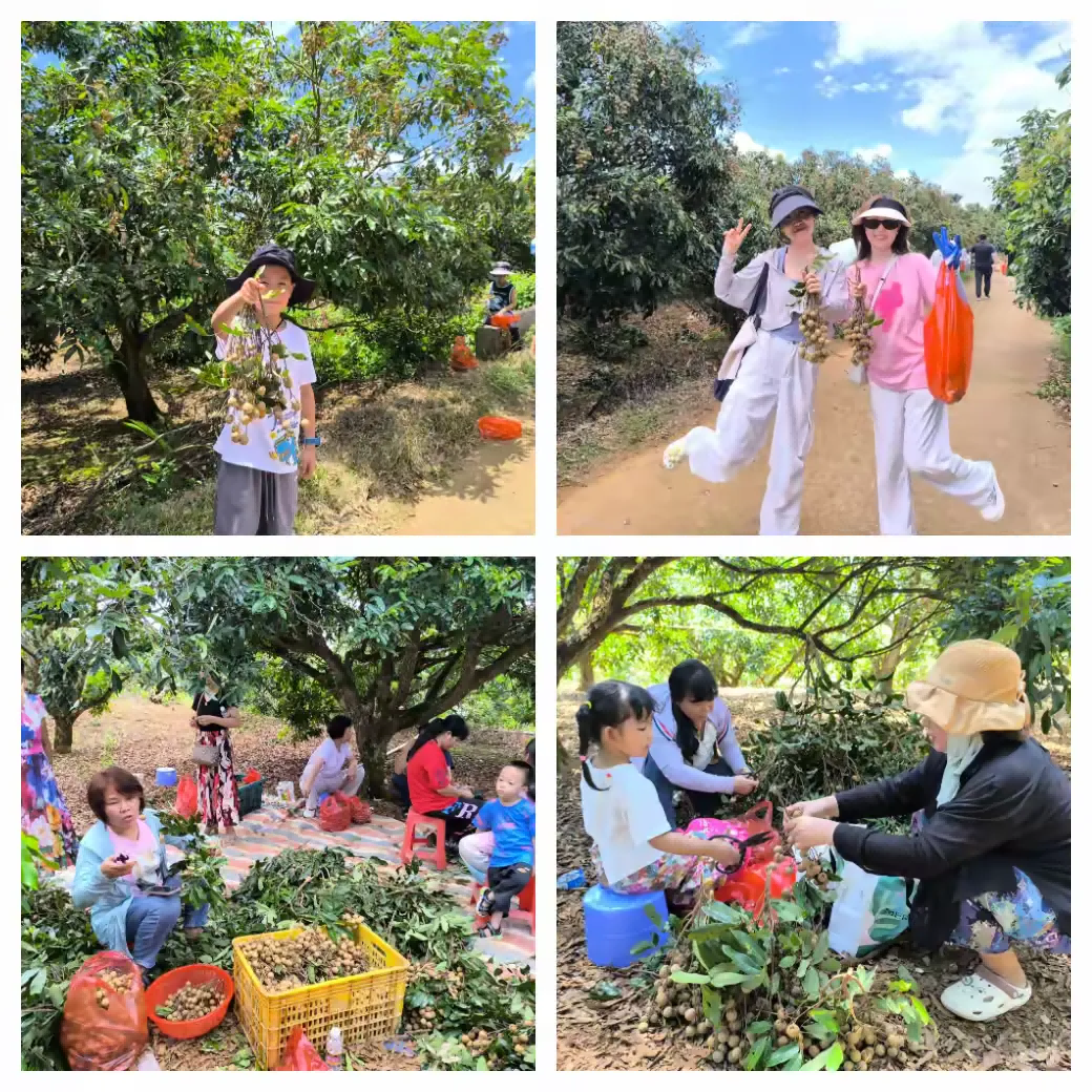 龙眼2(1).png