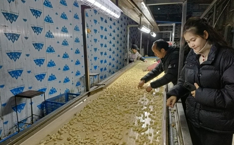 1739956337298514.jpg 简阳市青龙镇虹兴蔬菜种植专业合作社生产车间.jpg