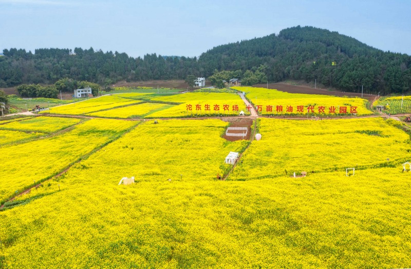 1741751398256153.jpg 简阳市沱东生态农场油菜花.jpg