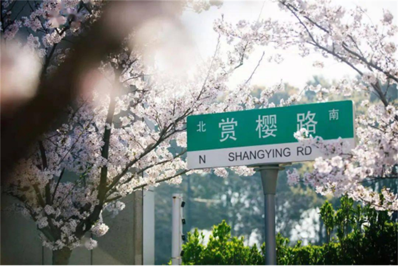 1743585334227228.jpg 泰州:赏花、露营、研学…… 市民走出家门,乐享春光229.jpg