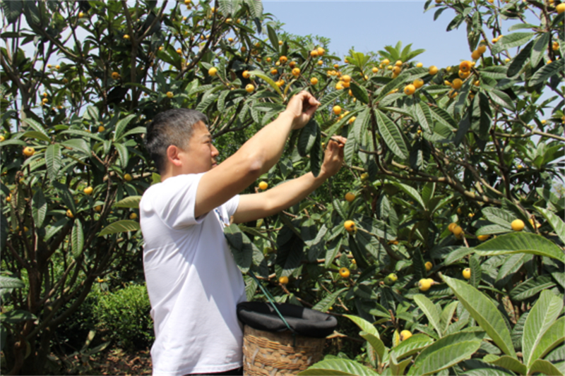 1747014865957521.jpg 小果子撬动大产业 苏州东山白沙枇杷开摘在即264.jpg