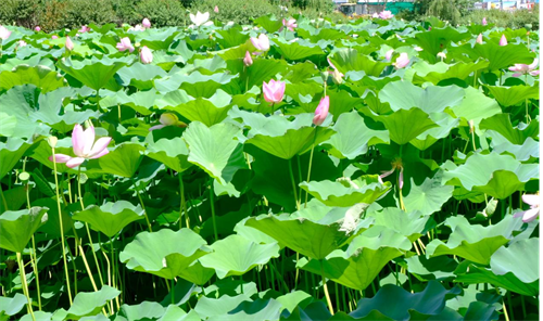 1753338673742736.png 图片4.png