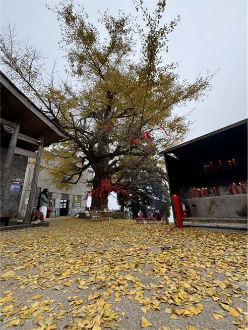 1764036415775674.png 图片2.png
