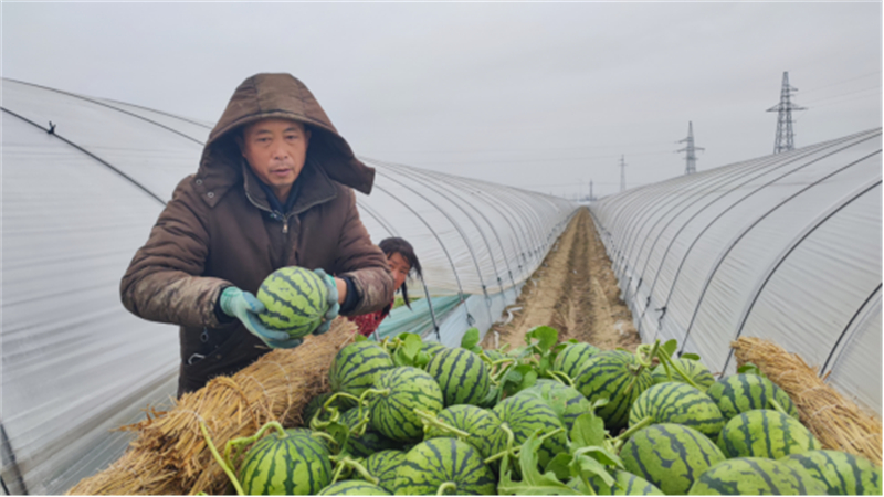 隆冬甜果熟!睢宁魏集暖棚西瓜抢“鲜”上市(1)372.jpg