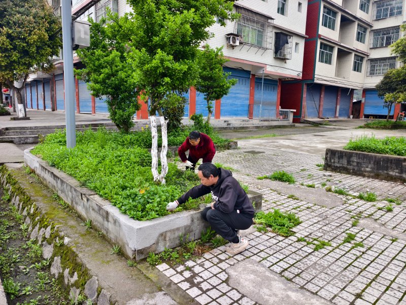 1775530174604805.jpg 牌坊社区场镇广场除草整治-李芳.jpg