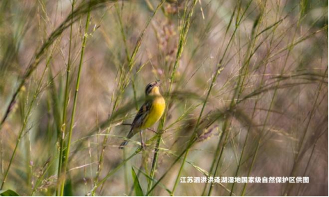 洪泽湖湿地开展生物多样性日主题宣传活动594.jpg