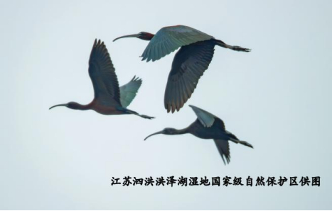 洪泽湖湿地开展生物多样性日主题宣传活动580.jpg