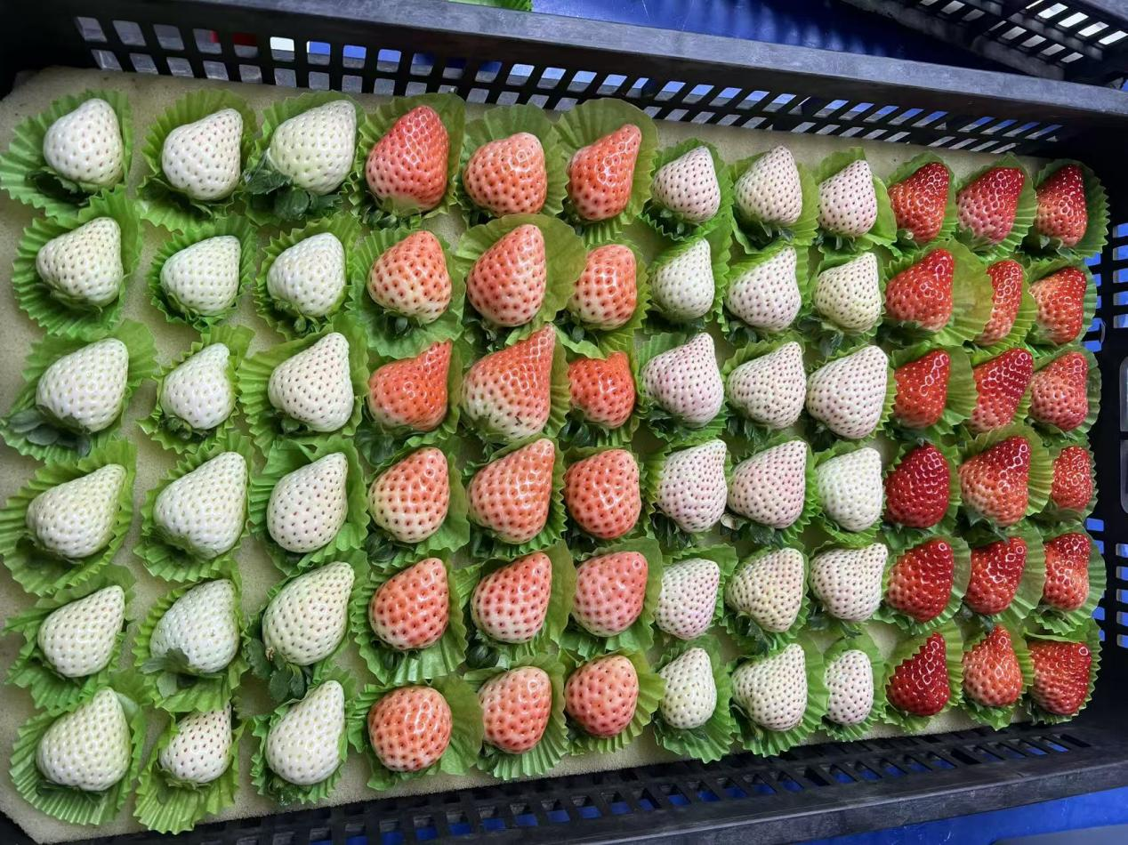 1780728717417409.png 图片3.png
