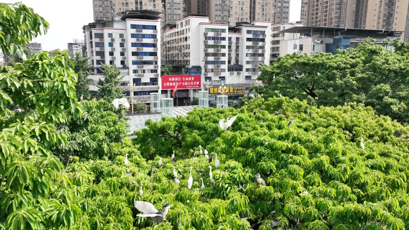 1780890655560347.jpg 悠闲自在的白鹭.jpg