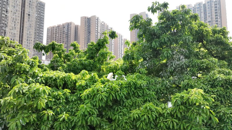 1780890665679339.jpg 悠闲自在的白鹭2.jpg