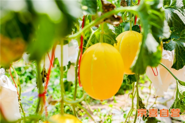 1784692081912927.jpg 2图片1.jpg