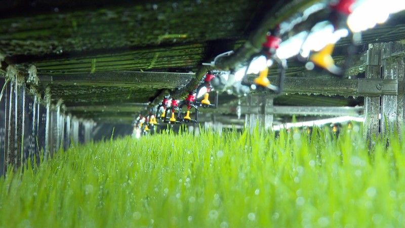 1784856623192154.jpg 3智能化水培牧草种植基地 (1).jpg