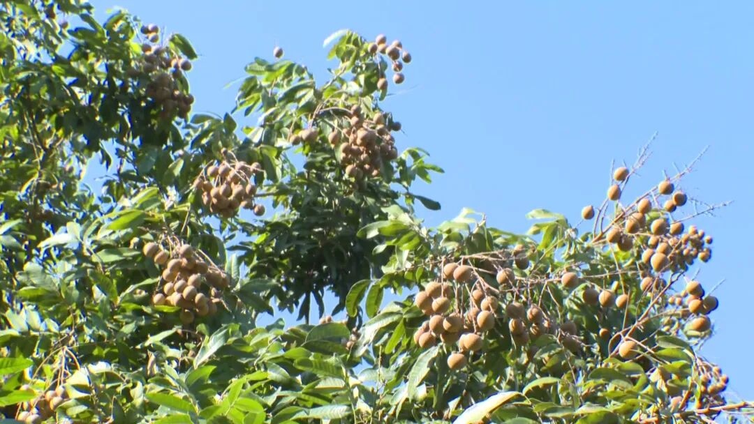 1785208709246447.jpg WPS图片3.jpg