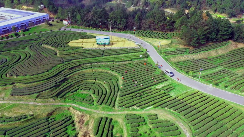 1785202996479633.jpg 4秦巴茗兰 (2).jpg