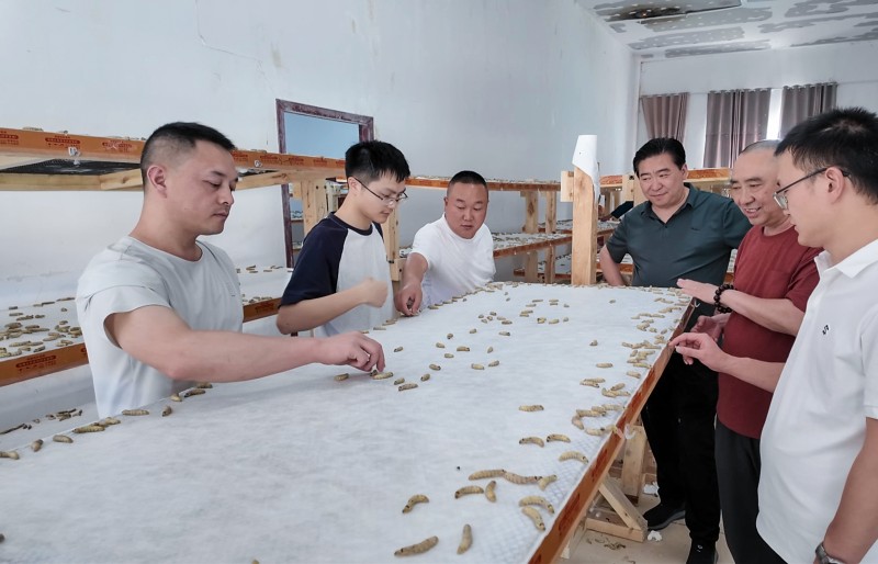 4省农科院帮扶工作人员正在研究蚕桑纸项目.jpg