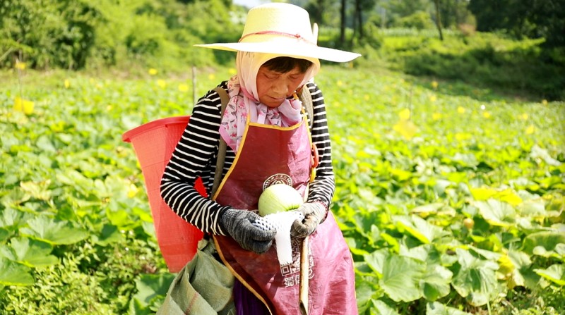 1786414442386360.jpg 2村民采摘新鲜蔬菜.jpg