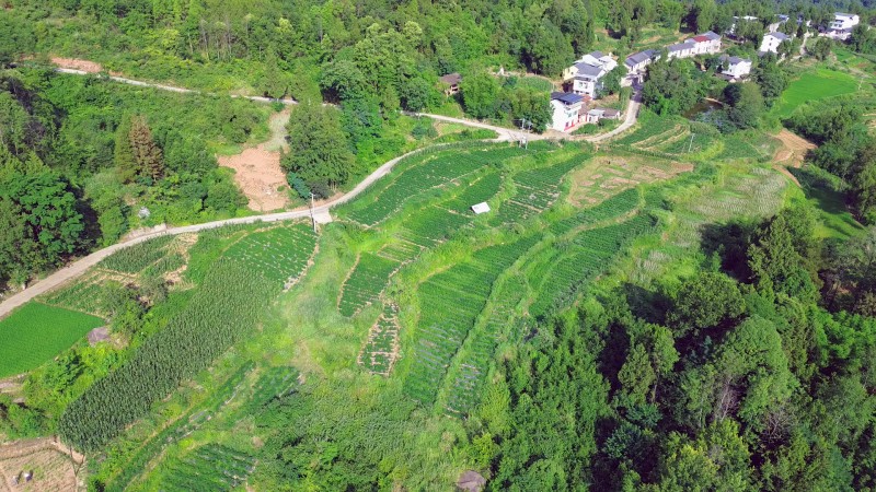 1786682742324730.jpg 三十二梁镇柳林村 (10).jpg
