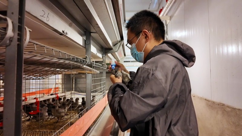 4工作人员正检查雏鸡健康状况.jpg
