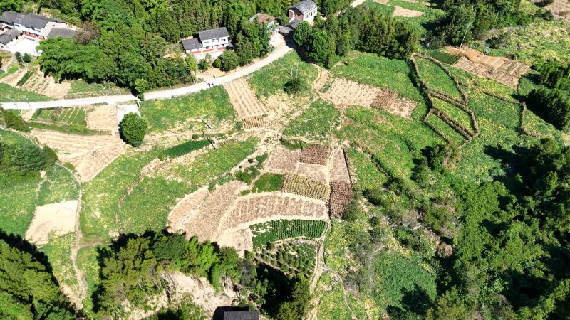 八渡乡高山辣椒种植基地.jpg