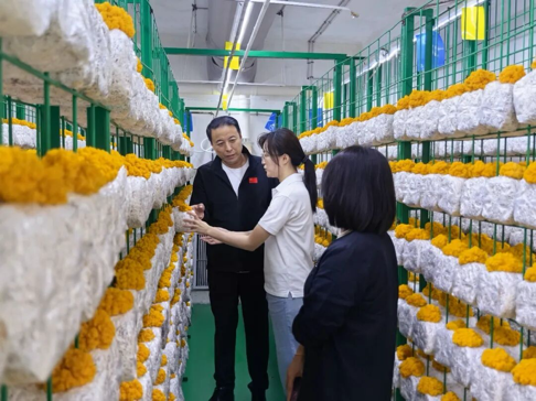 (加州农业共富菌仓负责人介绍金耳菌类培育生产情况) 配图3