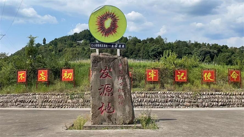 中国红心猕猴桃发源地 配图2