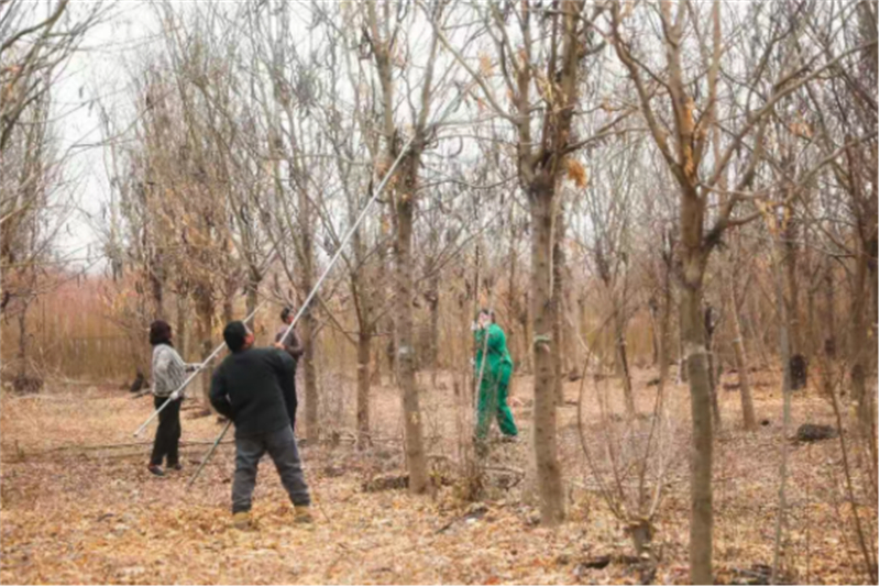 丰县凤城街道：特色种养“双轮驱动” 拓宽村民增收渠道173.jpg