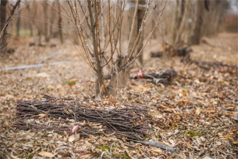 丰县凤城街道：特色种养“双轮驱动” 拓宽村民增收渠道904.jpg