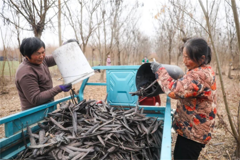 丰县凤城街道：特色种养“双轮驱动” 拓宽村民增收渠道1243.jpg