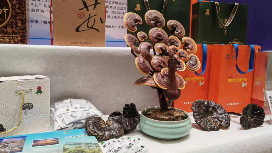 浙江龙泉灵芝走出了从仙草到百姓致富的产业新路子