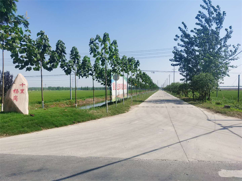 泗洪县界集镇十里杨岗奏兴歌