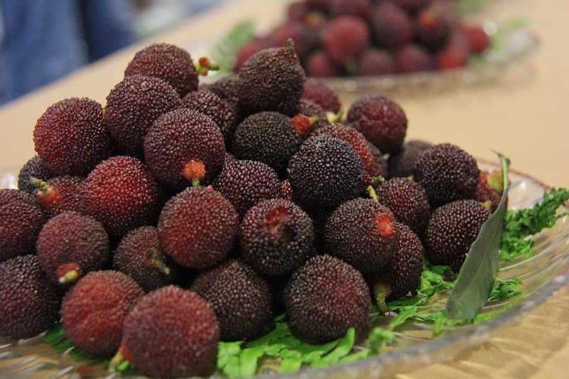 太湖生态岛杨梅抢鲜上市