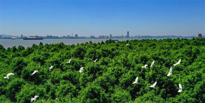 江苏靖江打造百鸟迁飞驿站极危鸟类黄胸鹀再次组团栖息马洲岛