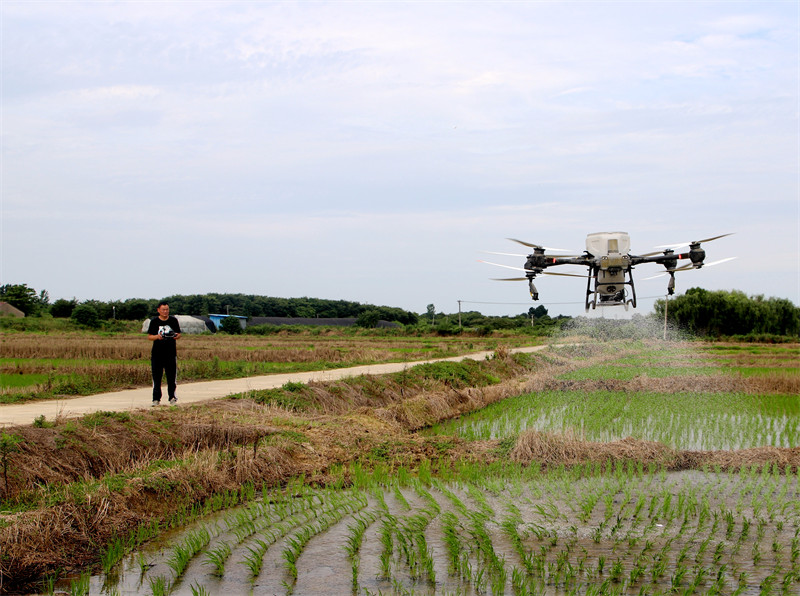 江苏南京高淳区桠溪街道无人机施肥节本增效助丰收