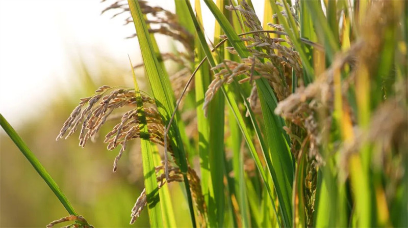 江苏省盐城市建湖县水稻田丰收开镰