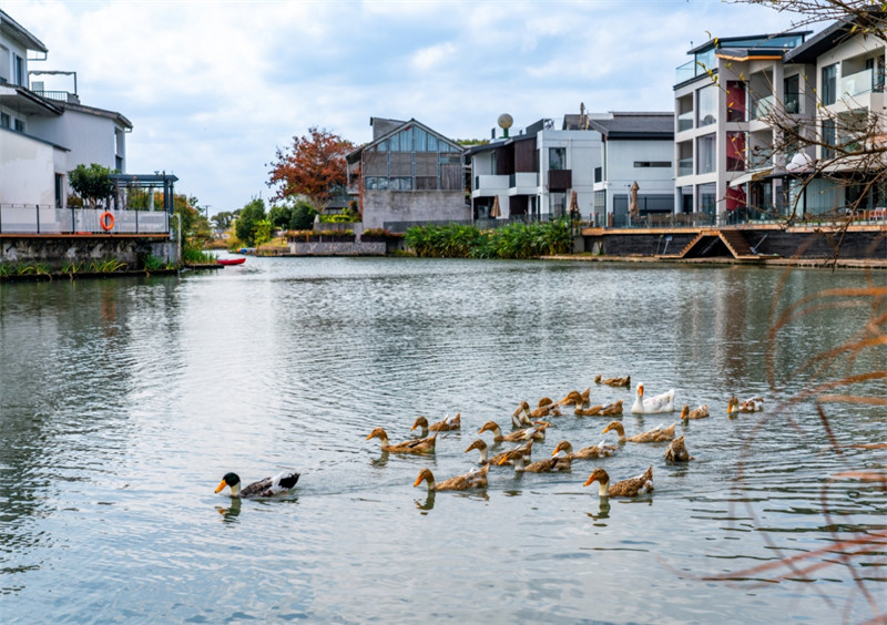 江苏昆山锦溪镇打造都市田园美学保育地讲好新时代鱼米之乡的锦溪故事
