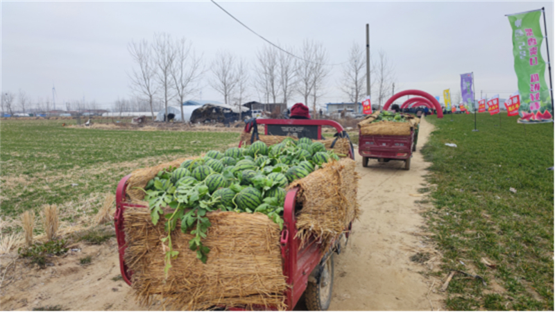 隆冬甜果熟!睢宁魏集暖棚西瓜抢“鲜”上市(1)743.jpg