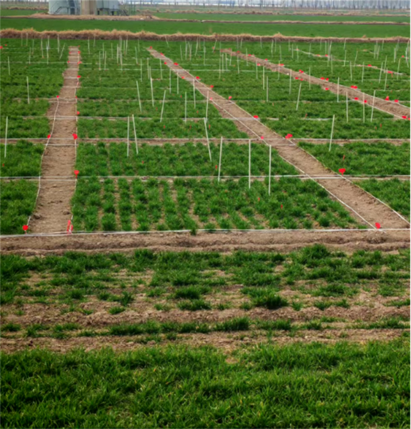 科技赋能 沃野生“金”：睢宁基地书写黄淮粮仓“藏粮于技”新篇章1422.jpg