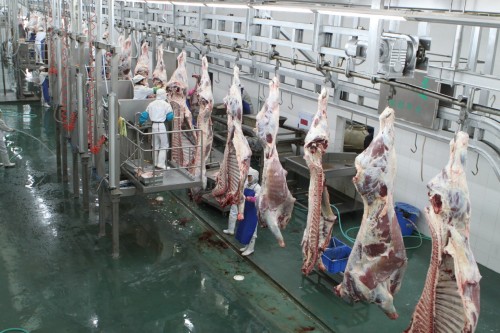 恒都牛肉,从屠宰技术和排酸技术介绍牛肉的质量