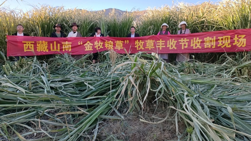 2023西藏山南金牧粮草牧草丰收节举行