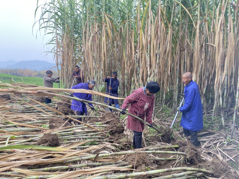 四川省简阳市杨家镇互助村大力发展特色产业