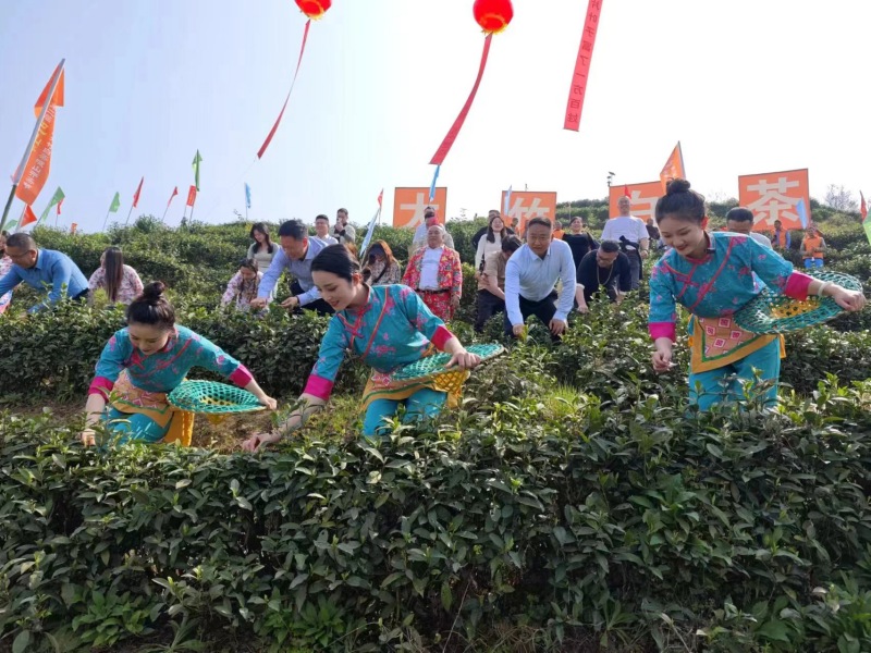 喊山开茶第八年大竹白茶寻求新突破