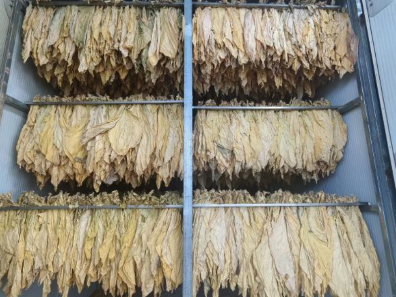 四川省剑阁县木马镇:烟叶喜丰收,烟农赶"烤"忙