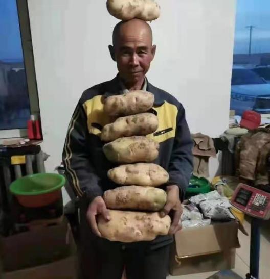 小土豆大产业 -------记脱贫路上领头人马爱峰