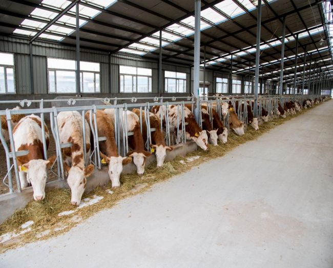 内蒙古察右前旗努力绘就绿色高质量发展时代新画卷