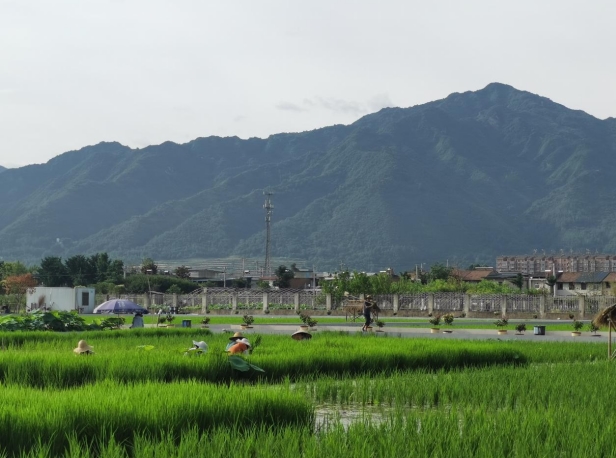 西安高新区东大街道北大村美丽乡村画卷正舒展