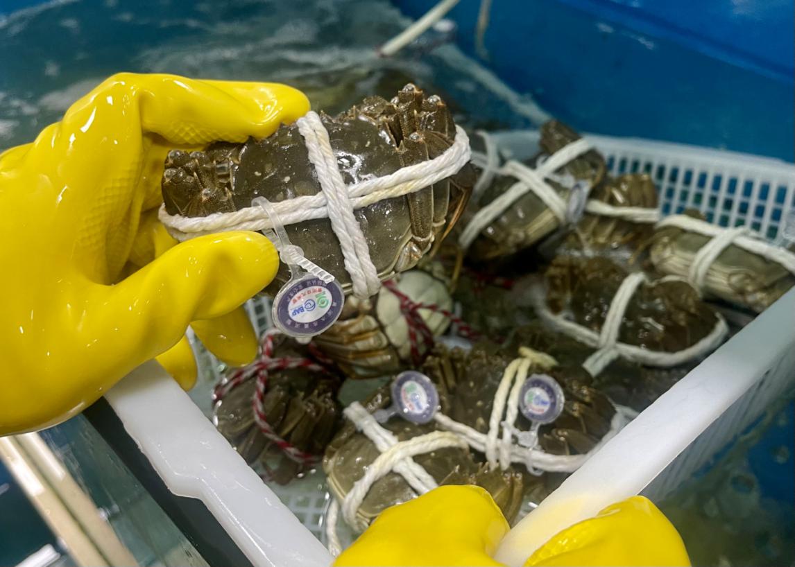 叮咚买菜提前开启大闸蟹季新疆水产热度高带火天山雪蟹