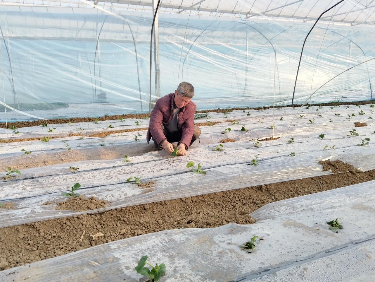 园的段士新蔬菜种植生产基地,春节前还种着芹菜,上海青,菠菜的地块,现