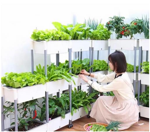 阳台种菜成为年轻人的广场舞