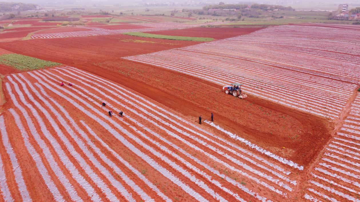 红土地上春耕忙药材种植助增收