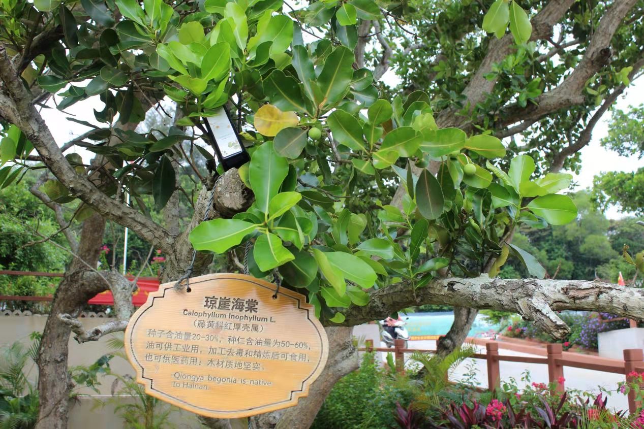 聚焦冬交会传统海棠树成海南特色旅游伴手礼